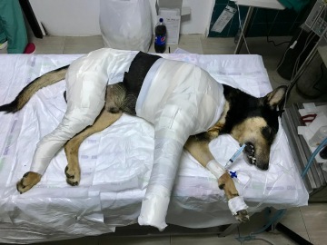 Foto: MVDr.Čechúrová