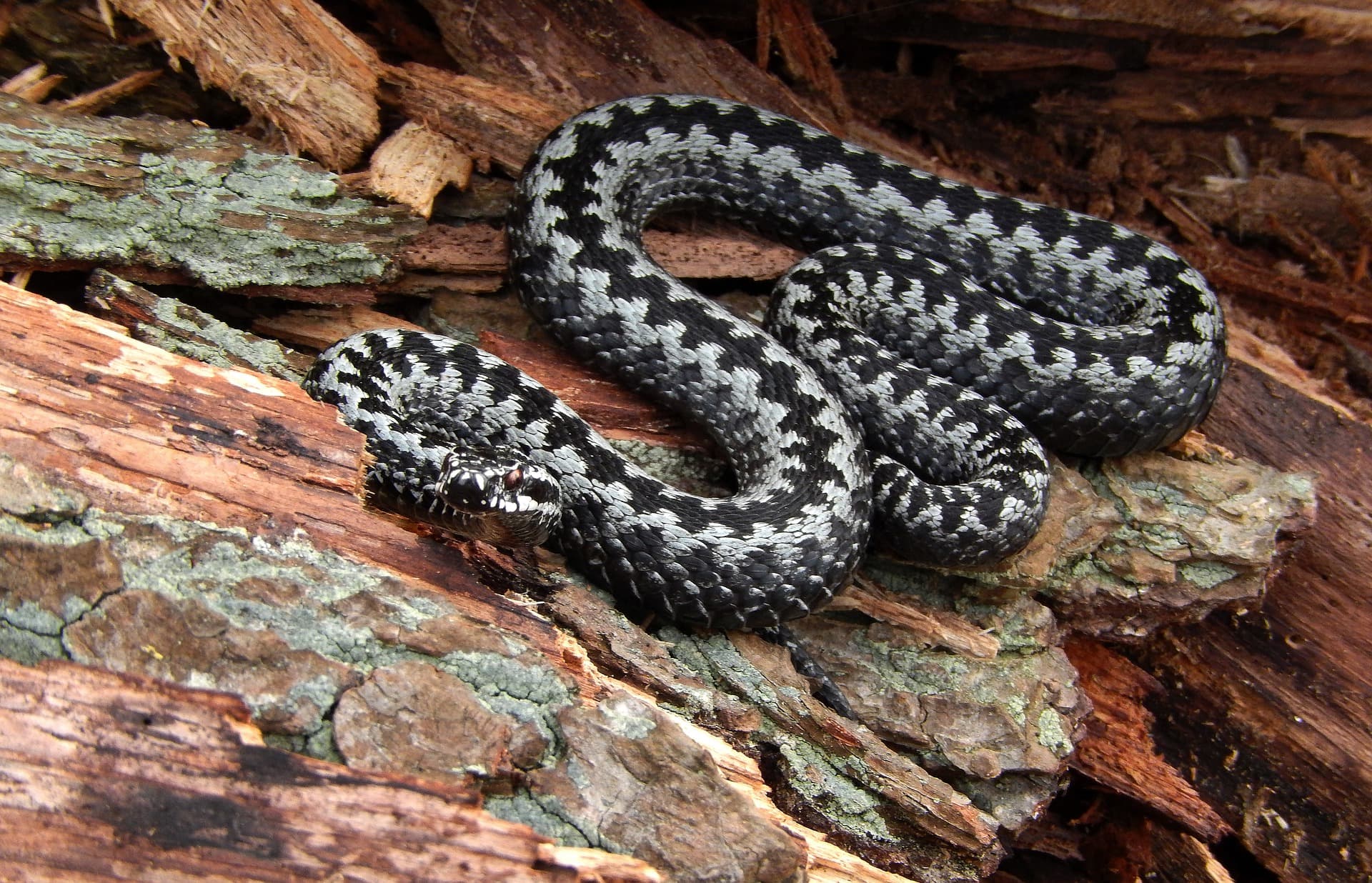 En Snake Snake bites | Hanima